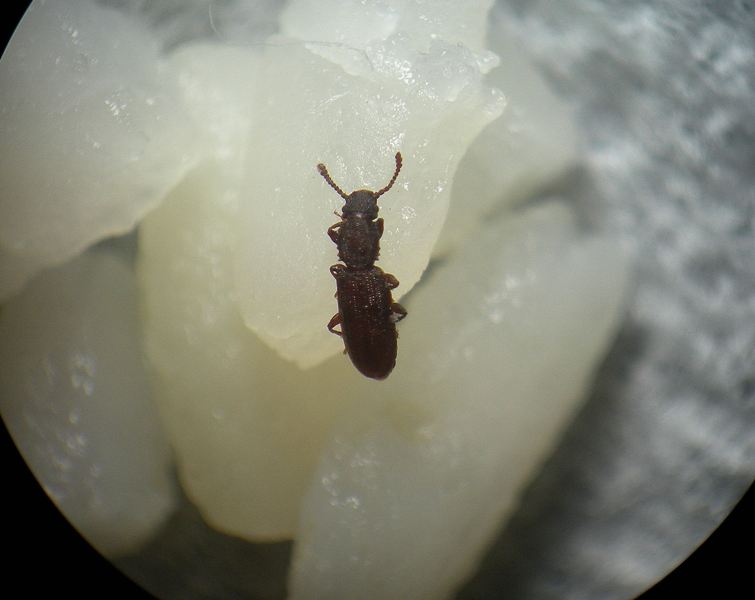 Insetto delle derrate - Oryzaephilus surinamensis